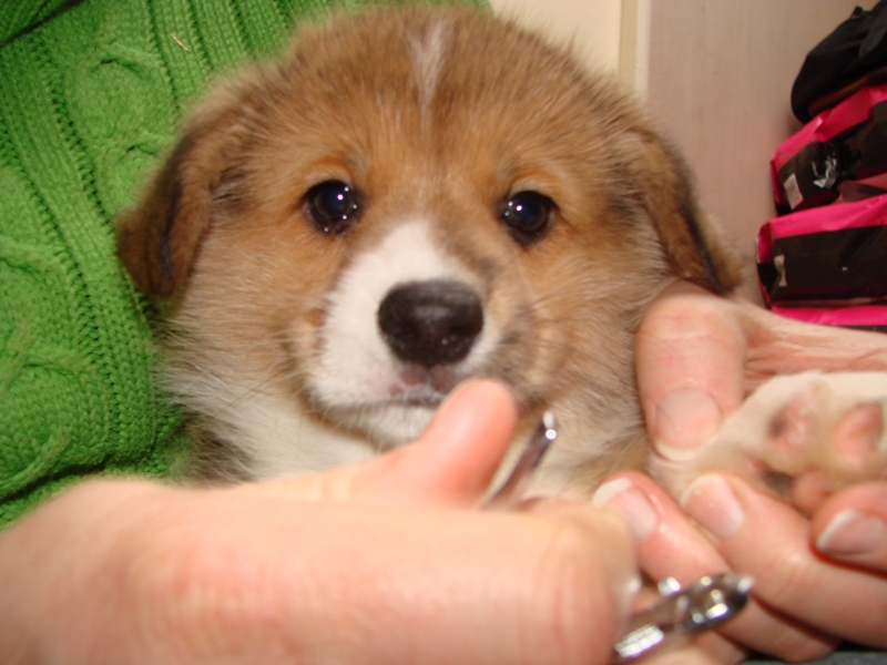 Puppies